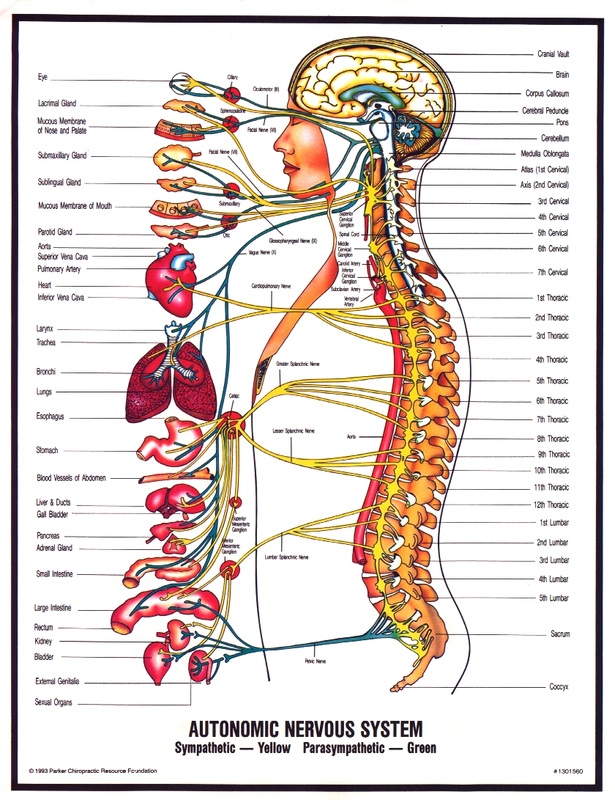 Nervous system - Human Body Systems