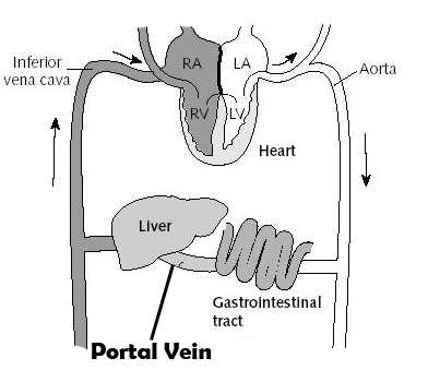 Circulatory System - Human Body Systems