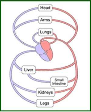 Circulatory System - Human Body Systems